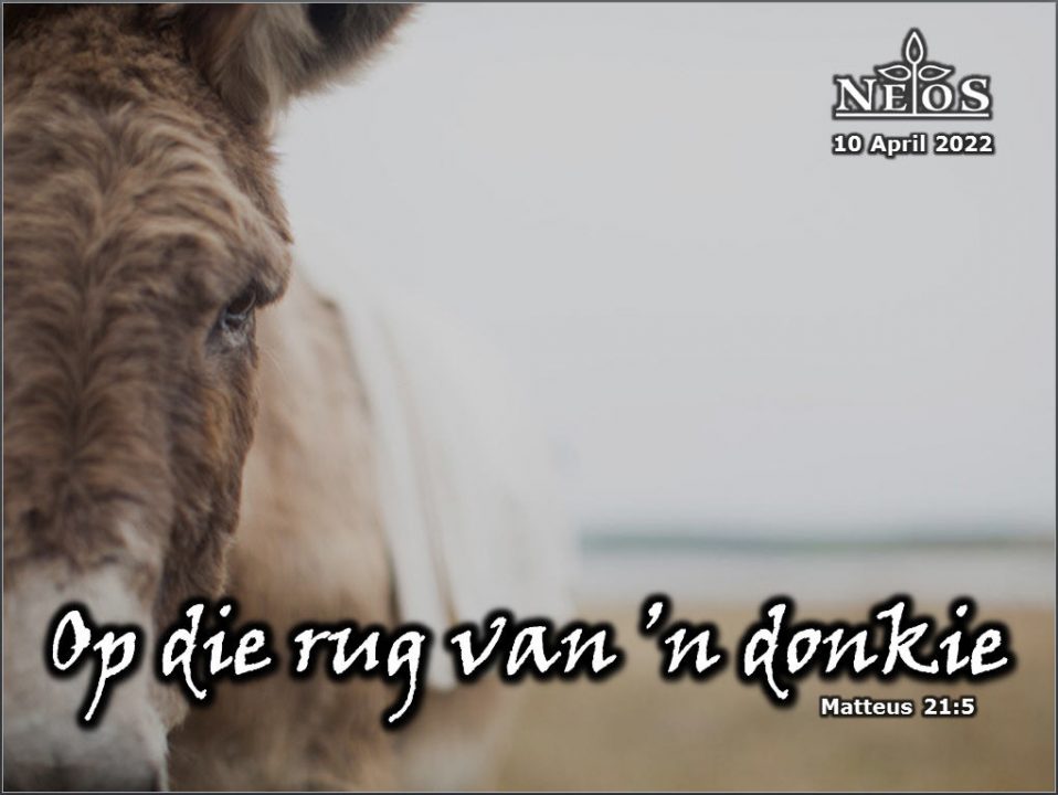 Op die rug van ‘n donkie