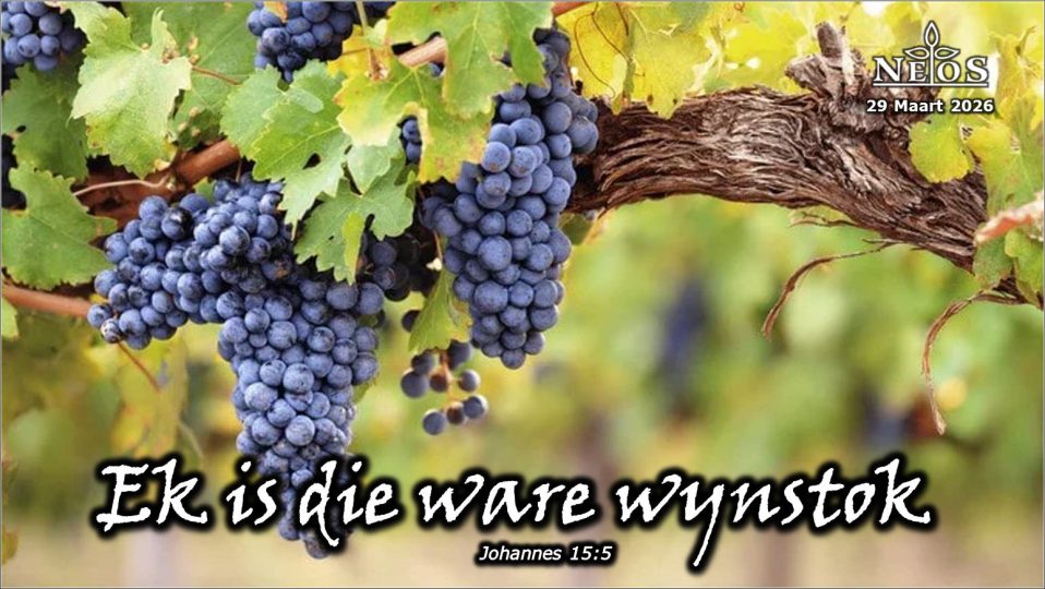 Ek is die ware wynstok